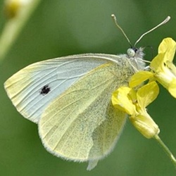 Pieris rapae
